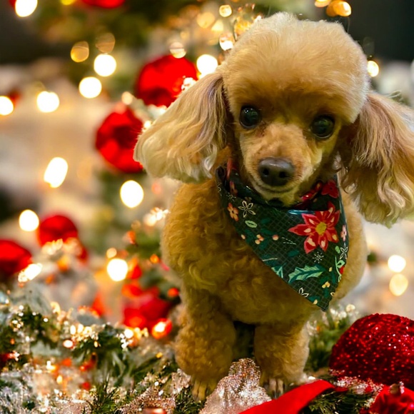 Meet Your Posher, Robin! - Picture 15 of 16